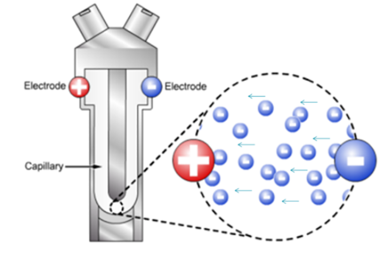 14 折叠毛细管样品池颗粒示意图.png 14 折叠毛细管样品池颗粒示意图.png